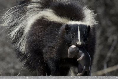 Skunk Mom and Baby 4.jpg