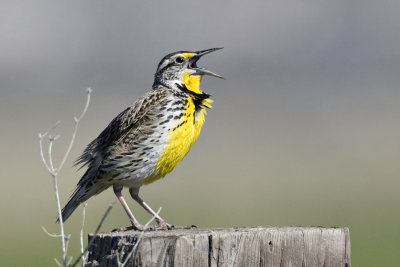 Western Meadowlark 3.jpg