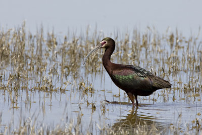 White Faced Ibis 1.jpg