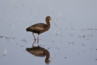 Bear River NWR