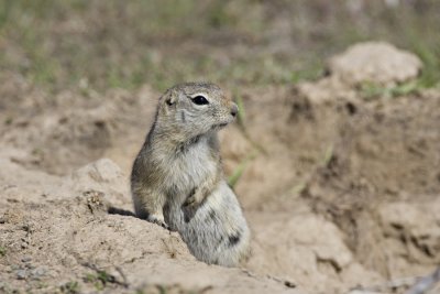 Ground Squirrel 1.jpg