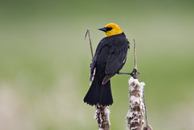 Ridgefield NWR