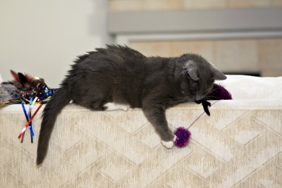 Henry Playing with Her Favorite Toy