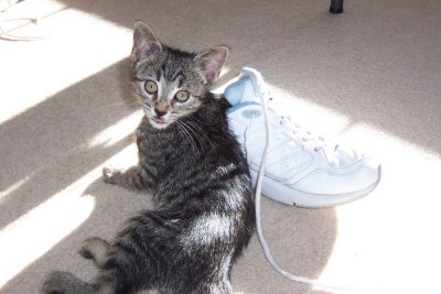 Baby Comet with Dad's Stinky Shoe