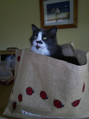 Kitty in a Bag