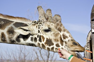 Giraffe 2.jpg