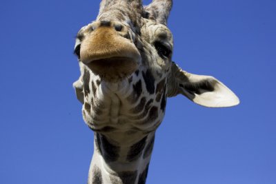 Giraffe 3.jpg