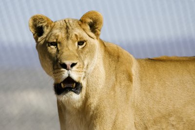 Lion 1.jpg