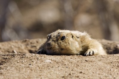 Prairie Dog 1.jpg