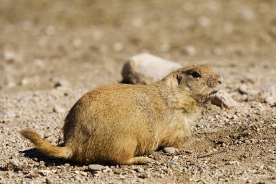 Prairie Dog 2.jpg