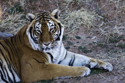 Tiger 1.jpg
