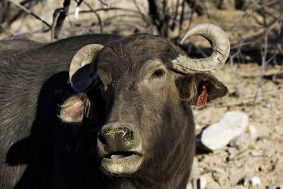 Water Buffalo 2.jpg