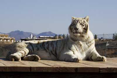 White Tiger 1.jpg