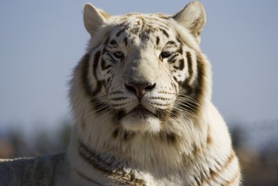 White Tiger 2.jpg