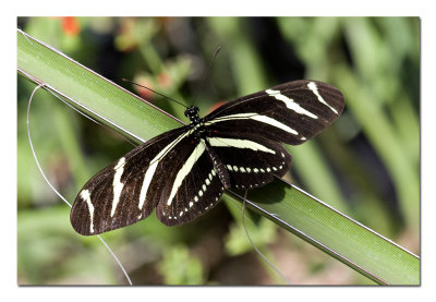 Zebra Longwing 1