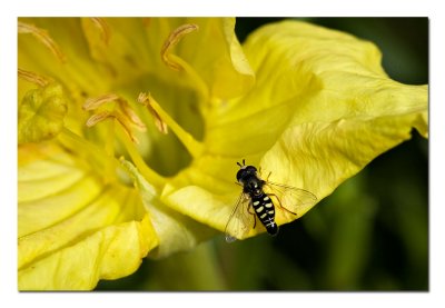 Bee Fly 2.jpg