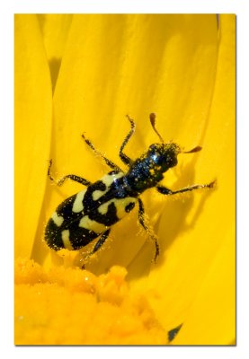 Beetle.jpg