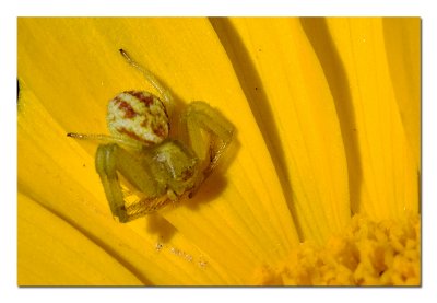 Crab Spider.jpg