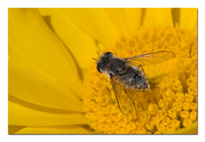 Fly 1.jpg