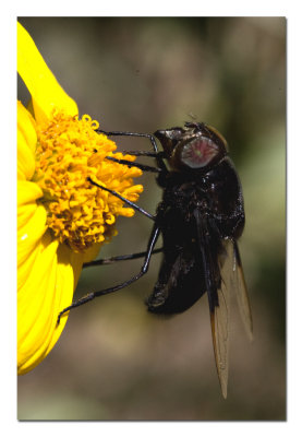 Fly 3.jpg