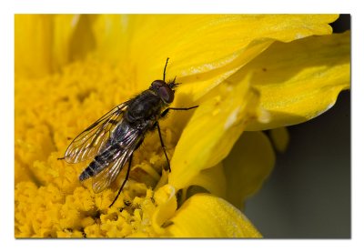 Fly 4.jpg