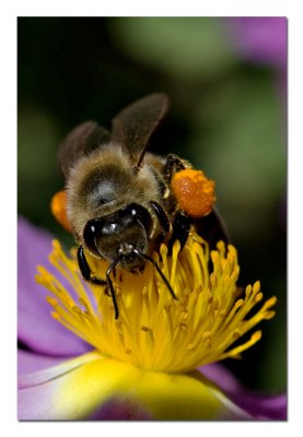 Honey Bee 3.jpg