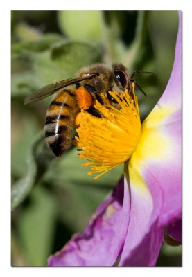 Honey Bee.jpg