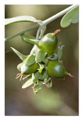 Jojoba.jpg
