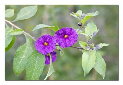 More Purple Flowers.jpg