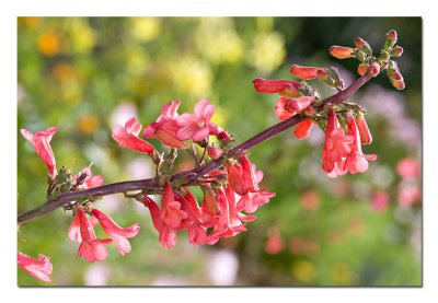 Penstemon.jpg