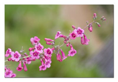 Pink Penstemon.jpg