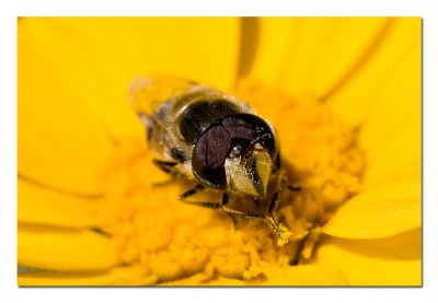 Praying Bee Fly.jpg