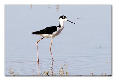 g4/76/489076/3/52477039.BlackneckedStilt.jpg