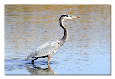 g4/76/489076/3/52477183.GreatBlueHeron.jpg