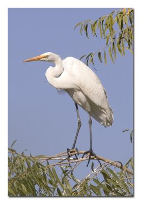 g4/76/489076/3/52477417.GreatEgretinTree.jpg