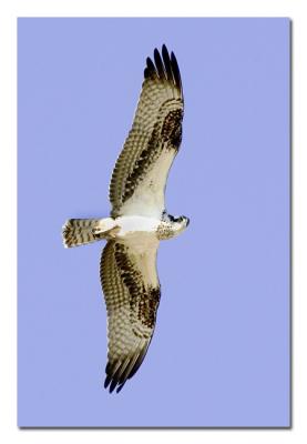 g4/76/489076/3/52477486.Osprey.jpg