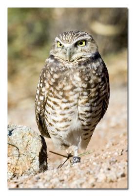 g4/76/489076/3/52522871.BurrowingOwl.jpg