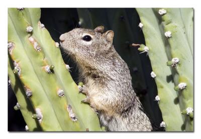 Squirrel 1.jpg