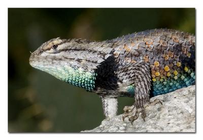 Spiny Lizard 6.jpg