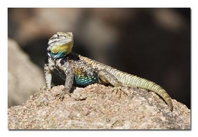 Spiny Lizard 3.jpg