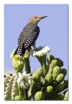 Gila Woodpecker 11.jpg