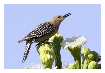 g4/76/489076/3/59760383.GilaWoodpecker8.jpg