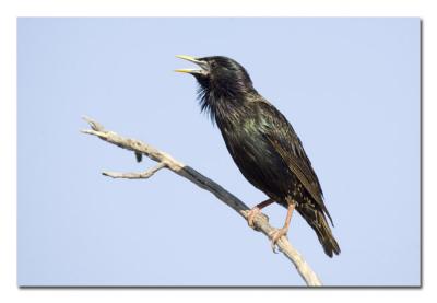 Starling 8.jpg