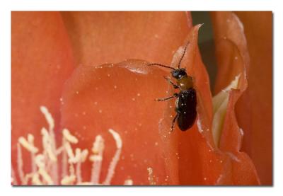 Beetle 1.jpg