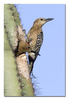 g4/76/489076/3/60174268.GilaWoodpecker20.jpg