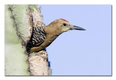 g4/76/489076/3/60525414.GilaWoodpecker22.jpg