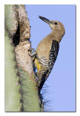g4/76/489076/3/60525420.GilaWoodpecker21.jpg