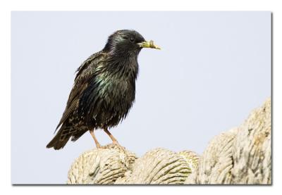 Starling