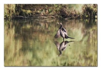 g4/76/489076/3/61115645.DoubleCrestedCormorant5.jpg