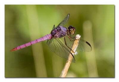 Dragonfly Magenta 1.jpg